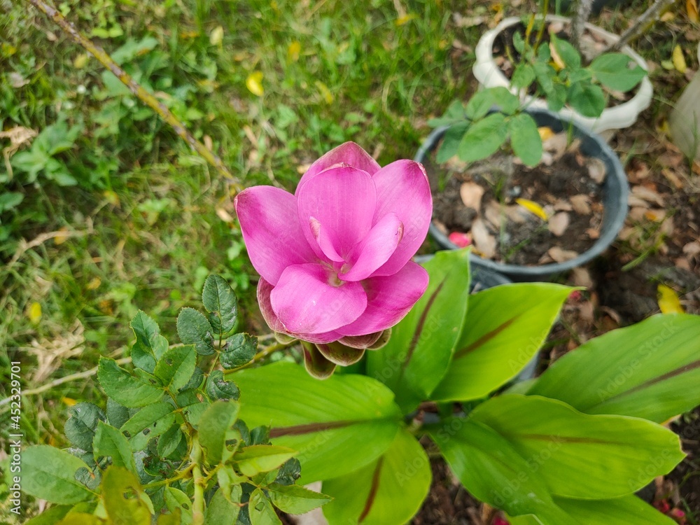 Siam Tulip Siam Tulip