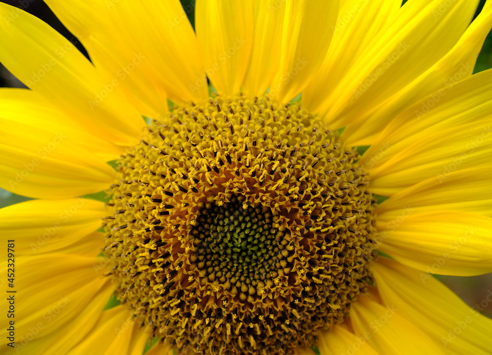 Obraz premium Close-up of a sunflower. Sunflower florets are arranged in a natural spiral having a Fibonacci sequence.