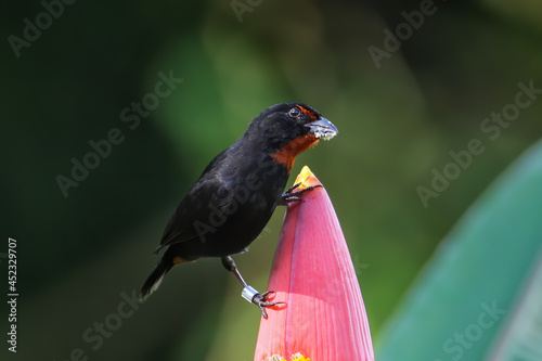 Male  Lesser Antillean bullfinch sitting on banana flower, Grenada. photo