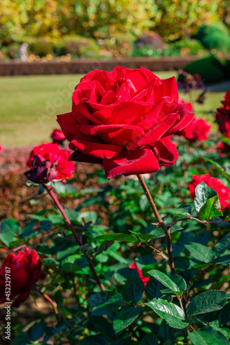 快晴の中、美しい赤い薔薇、赤いバラ、レッドローズ  © Jake55