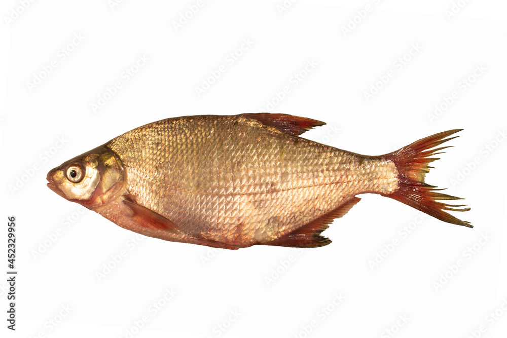 Fototapeta premium bream fish isolated on white