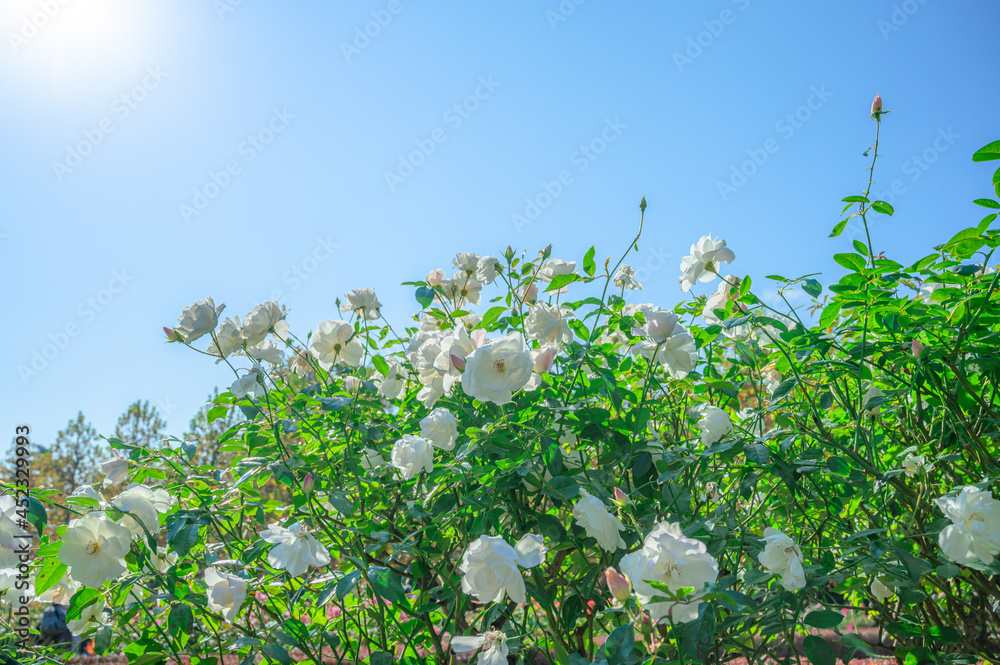 Obraz premium 快晴の中、元気に咲く白いの薔薇、ホワイトローズ