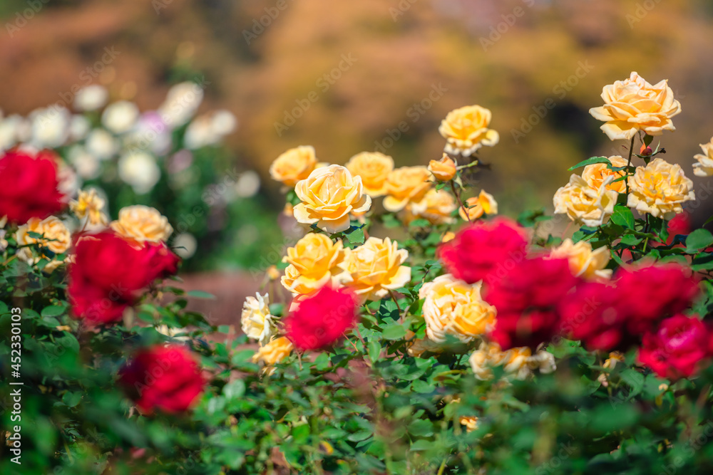 快晴の中、美しい赤い薔薇、赤いバラ、レッドローズ
快晴の中、美しい赤い薔薇、赤いバラ、レッドローズ