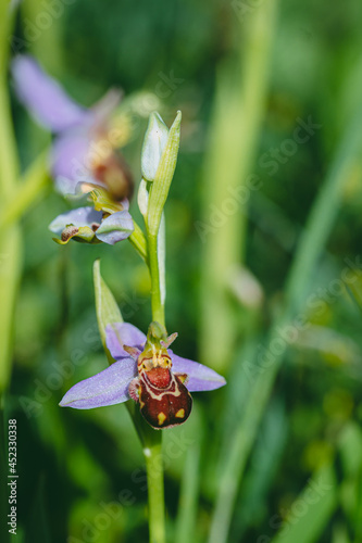 Bee orchid wild flower, ophrys apifera photo