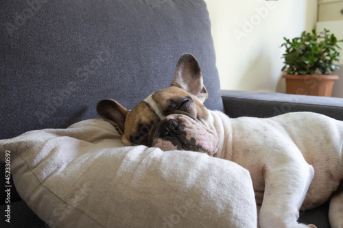 Cute brown and white short-haired adult French bulldog lounging on the gray sofa bed on the soft pillow in the living room. Happy or Tired sleeping or having rest, have lazy time animal, side view © Valeriia
