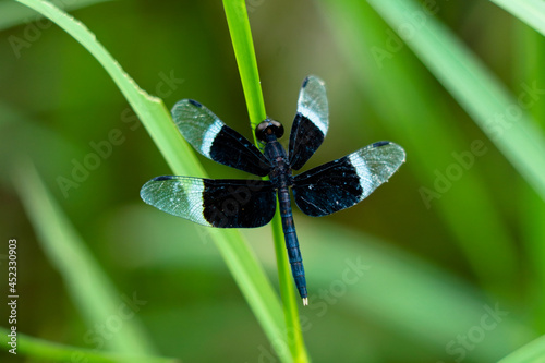 Black and white odonta or dragon fly from Western Ghats photo