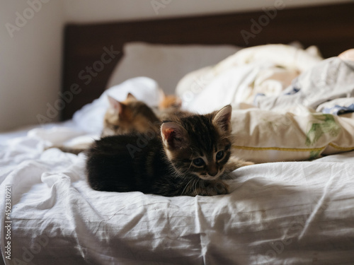 little kittens resting on the bed at home pets