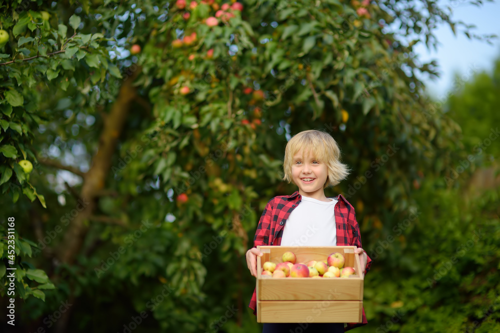 Little boy picking apples in orchard. Child holding wooden box with harvest. Harvesting in the domestic garden in autumn. Fruit for sale.