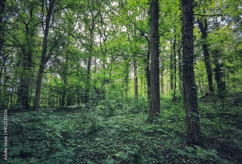 Gr  ne Vegetation im bayerischen Steigerwald