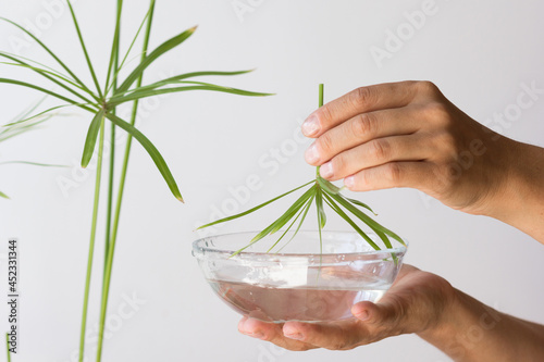 Woman hands holding glass bowl with water and cut umbrella of Cyperus plant for rooting on the white background photo