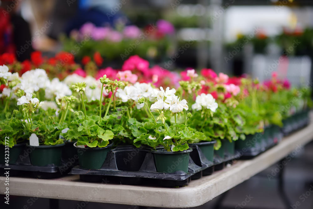 Plants in garden center or street market. Sale of varietal seedlings of flowers in pots. Sprouts of geranium. Red, pink and white pelargonium. Season of planting flowers.