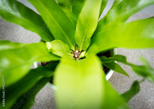 Close-up  shallow focus of central new plant growth seen in an indoor house plant.