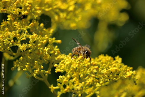 誘われるミツバチ　オミナエシの花（高知県　北川村） © mitumal 