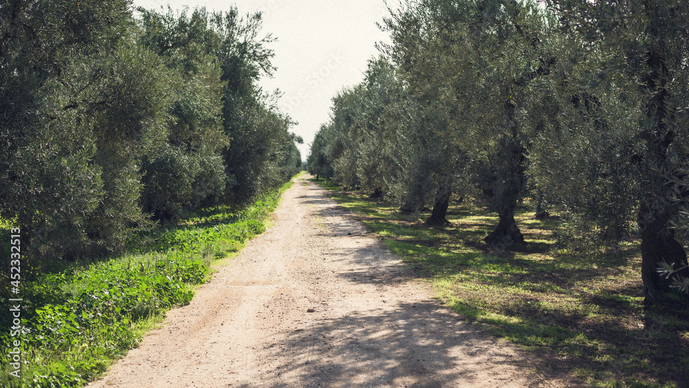 Olives, Olive Trees, Olive Oil