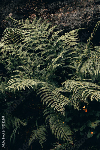 Shrubs fern on green background