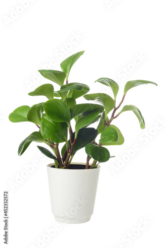 isolated American Baby Rubber Plant Peperomia Obtusifolia in a pot