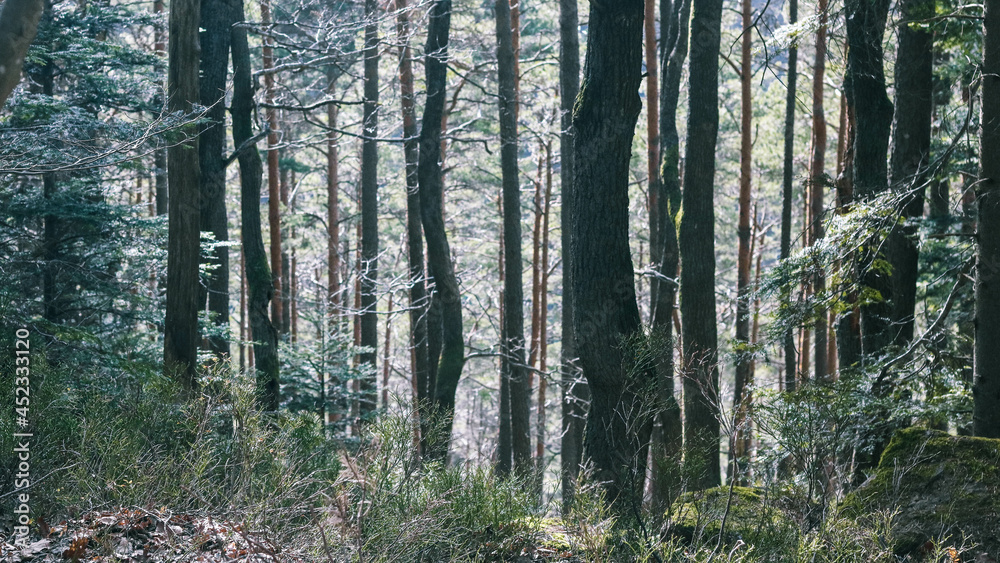Fototapeta premium Forêt mont saint Odile