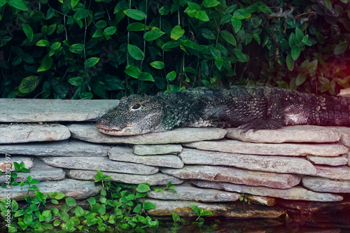 Closeup on the critically endagered Chinese alligator, Alligator chinensis , laying on a tree trunk photo