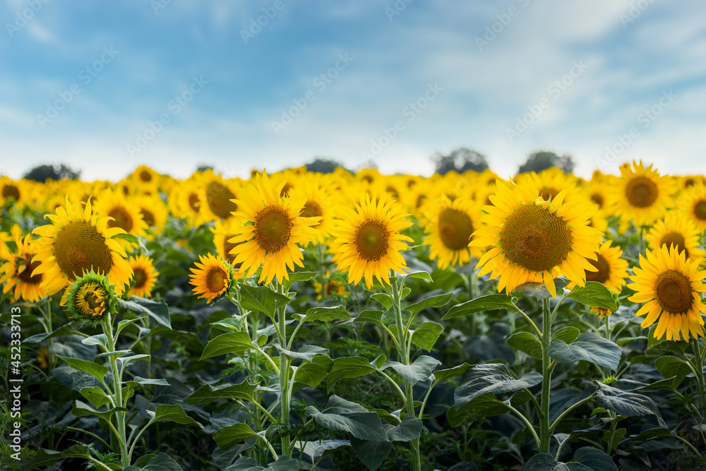 Fototapeta premium Beautiful image Field of sunflowers against the blue sky. Banner