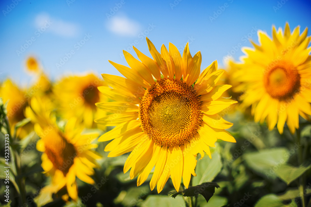 Sunflower against a background of blue sky and a field of sunflowers. Narrow focus