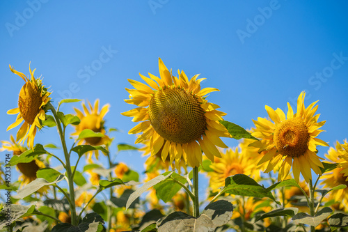 Close-up sunflower against blue sky and field of sunflowers