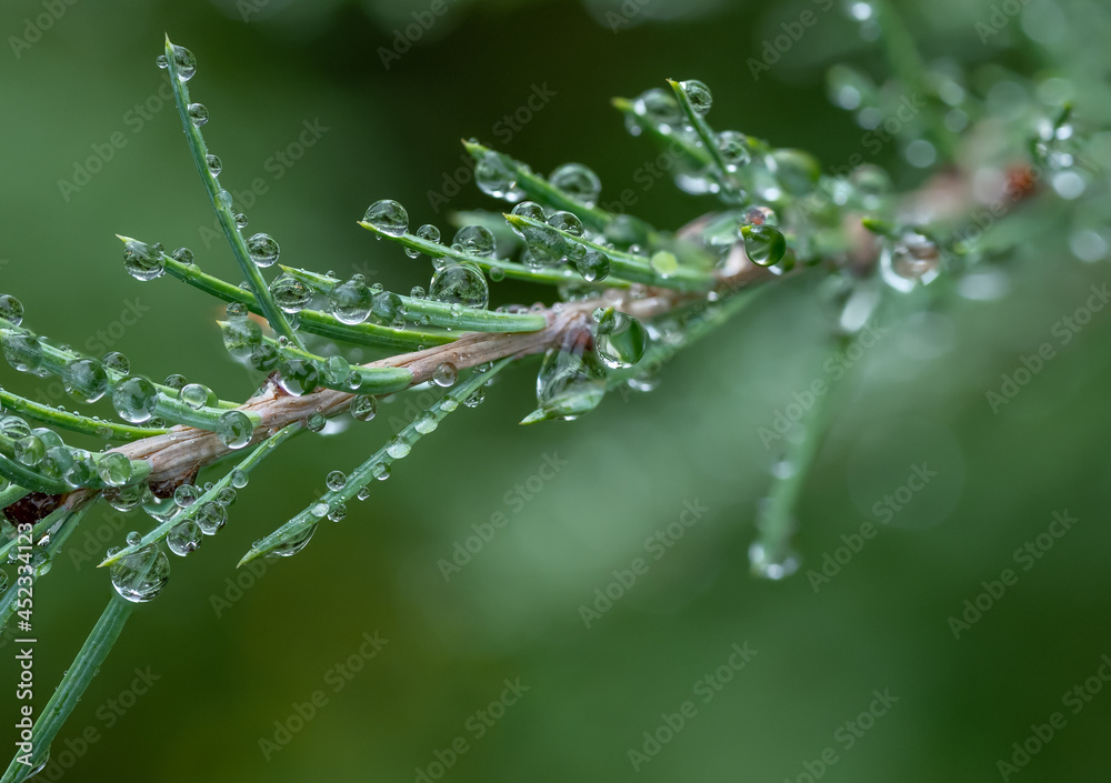 Larch or Tamarack branch diagonally across the frame with rain water drops with sharp internal reflections.
Larch or Tamarack branch diagonally across the frame with rain water drops with sharp internal reflections.