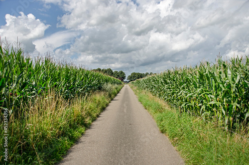 Narrow country road between fields of corn under a cloudy sky on a summer day in the Dutch region of Salland