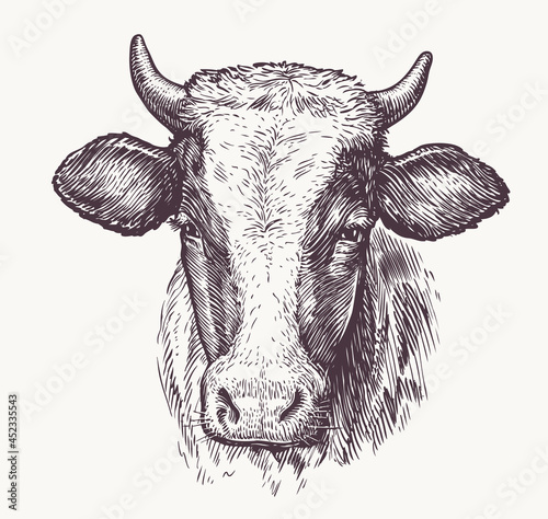 Drawing of isolated cow head with horns. Sketch vintage illustration