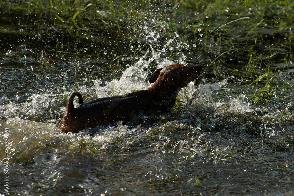 Fototapeta premium Hundebadetag. Kleiner Hund im Wasser