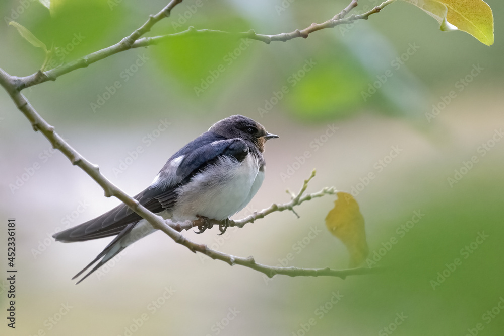 Obraz premium Barn swallow