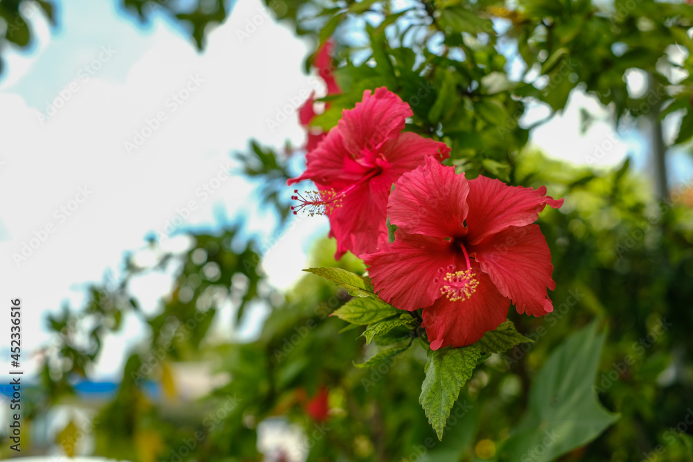 Red hibiscus flowers against a white background Red hibiscus flowers against a white background