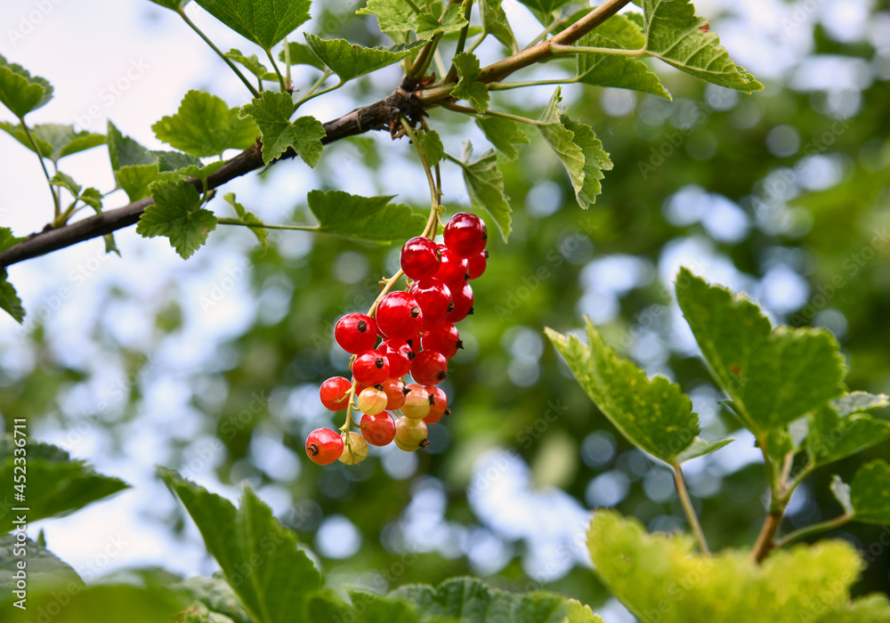 Fototapeta premium rote Johannisbeeren
