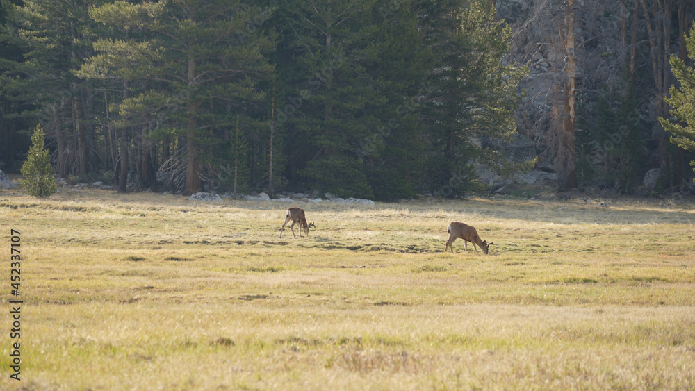 Wild deer on grass near crabtree meadows campsite on the Pacific Crest Trail. Wild deer on grass near crabtree meadows campsite on the Pacific Crest Trail.
