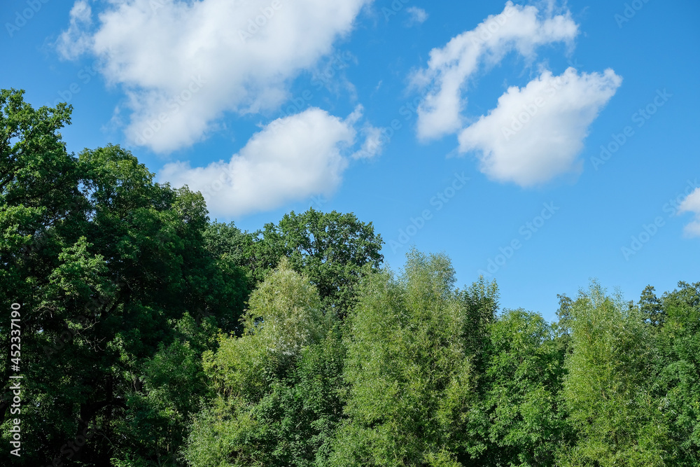 green trees and blue sky