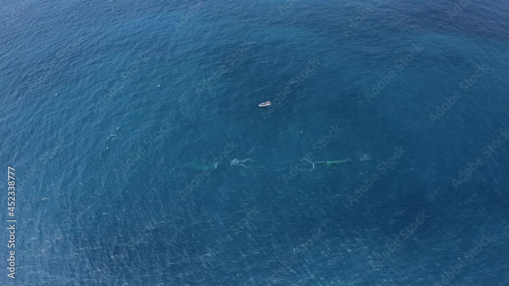 Aerial view of a sperm whale swimming freely in the blue ocean water off Terceira Island on Azores archipelagos, Portugal. Aerial view of a sperm whale swimming freely in the blue ocean water off Terceira Island on Azores archipelagos, Portugal.