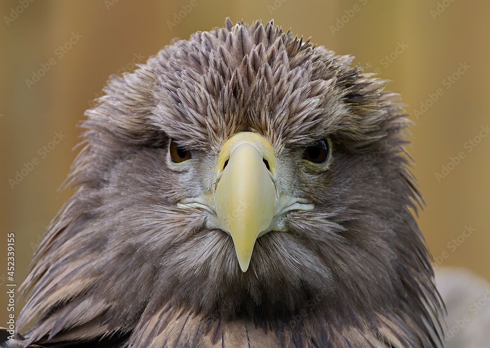 Naklejka premium Seeadler fixierter Blick