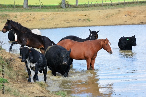 Horses at a water hole © Vito Natale NJ USA