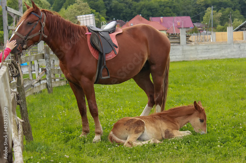 a horse with a foal in the paddock