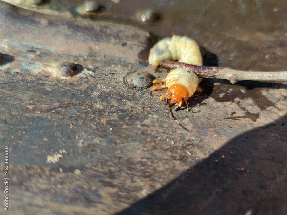 Control of harmful insects in the garden. The larva is a harmful insect