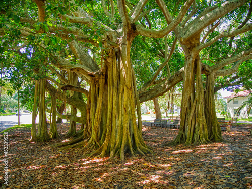 Banyon tree Ficus benghalensis or Indian banyan the national tree of India on West Venice Avenue in Venice Florida USA, photo