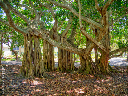 Banyon tree Ficus benghalensis or Indian banyan the national tree of India on West Venice Avenue in Venice Florida USA,