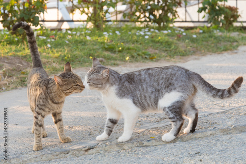 Two cats sniff each other. Meeting of two cats, cat wedding. Novel photo