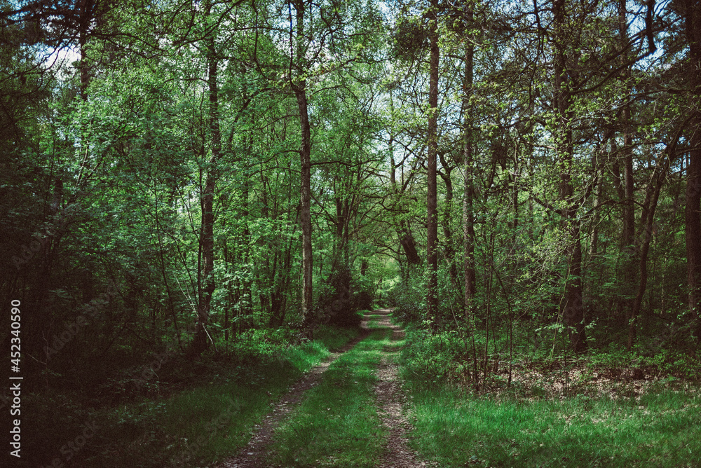 Fototapeta premium Grüner Wald
