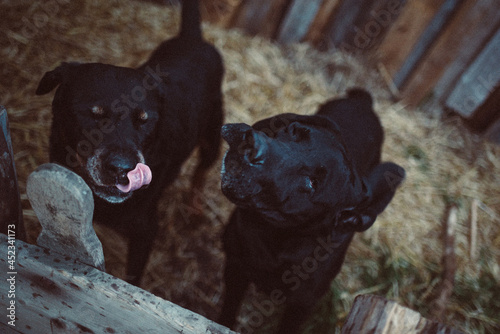 Hunde spielen photo