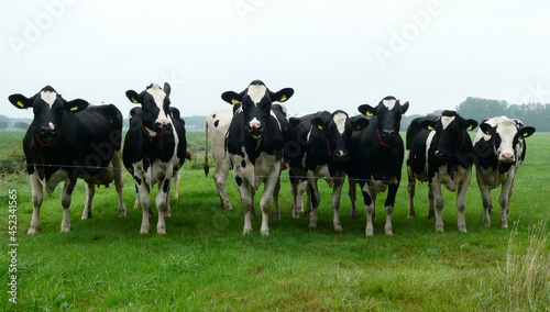 Group of seven curious cows in a meadow. Holstein Friesian cattle