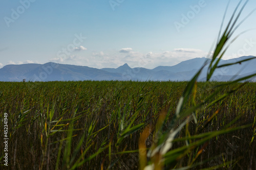 Landscape of reed beds and wetlands in the protected natural area of the Prat de Cabanes Natural Park, Torreblanca, Castellon, Spain