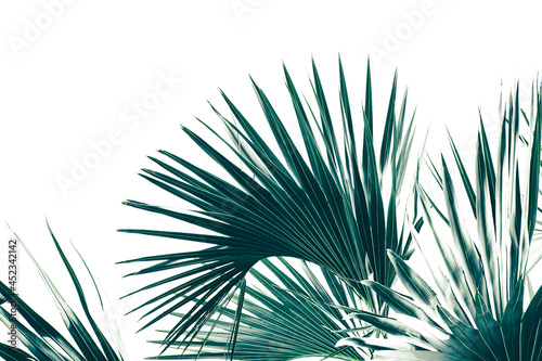 tropical palm leaves on white background