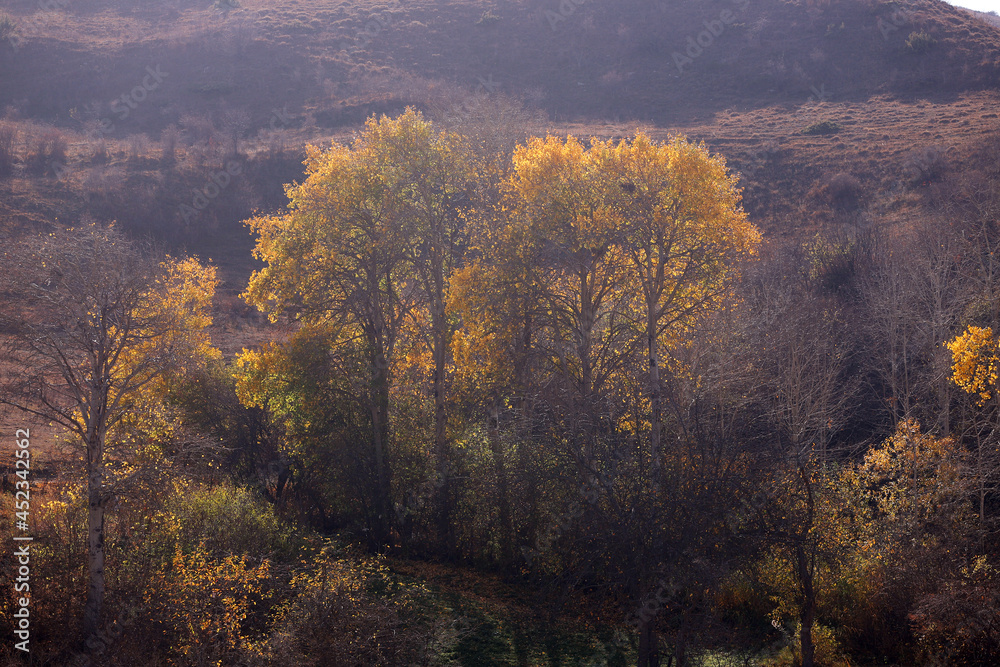 Fototapeta premium Yellow trees in the mountains.