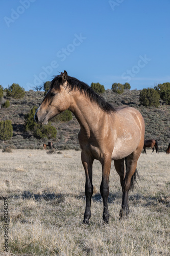 Wild Horse in the Utah Desert in Spring © natureguy