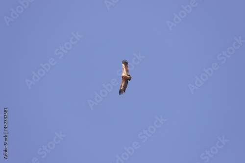 Eagle soaring in the blue sky.